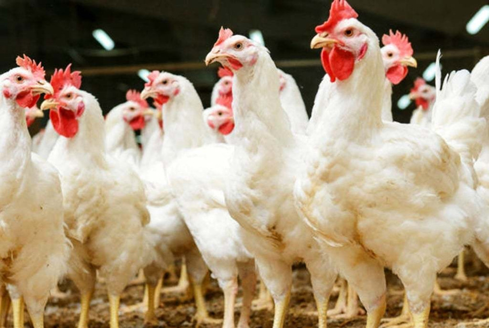 Chicken prices climb up to 20pc in Dhaka ahead of Eid