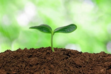 Healthy soil key to thriving garden, experts say