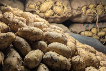 Vietnam opens market for Bangladeshi potatoes