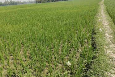 Diesel crisis disrupts irrigation in northern Bangladesh