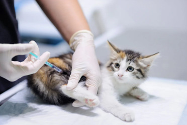 Govt to roll out animal vaccination cards with icddr,b support