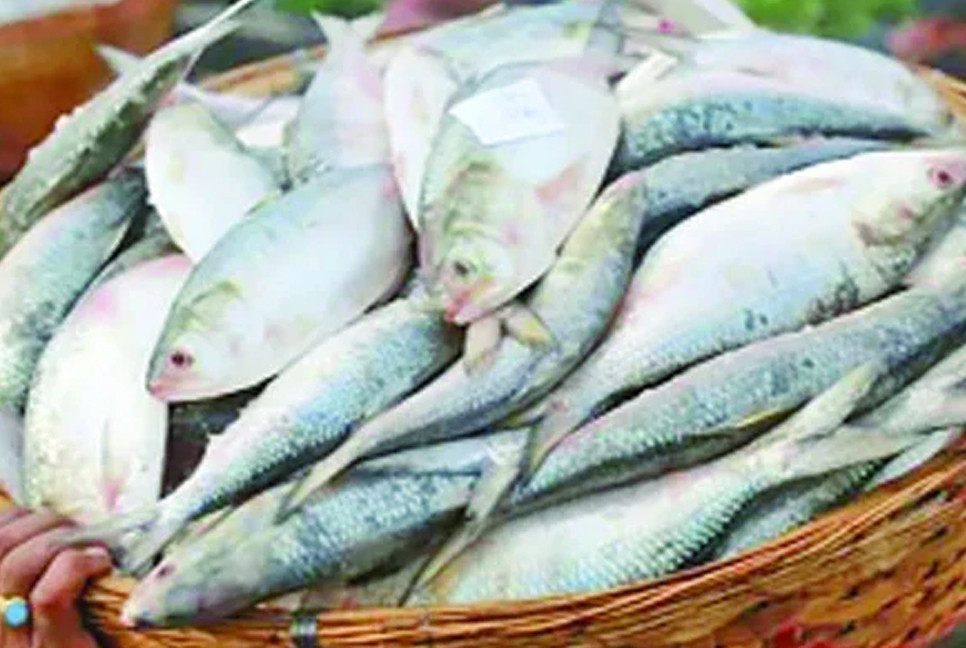 Hilsa prices soar extreme high ahead of Pahela Baishakh