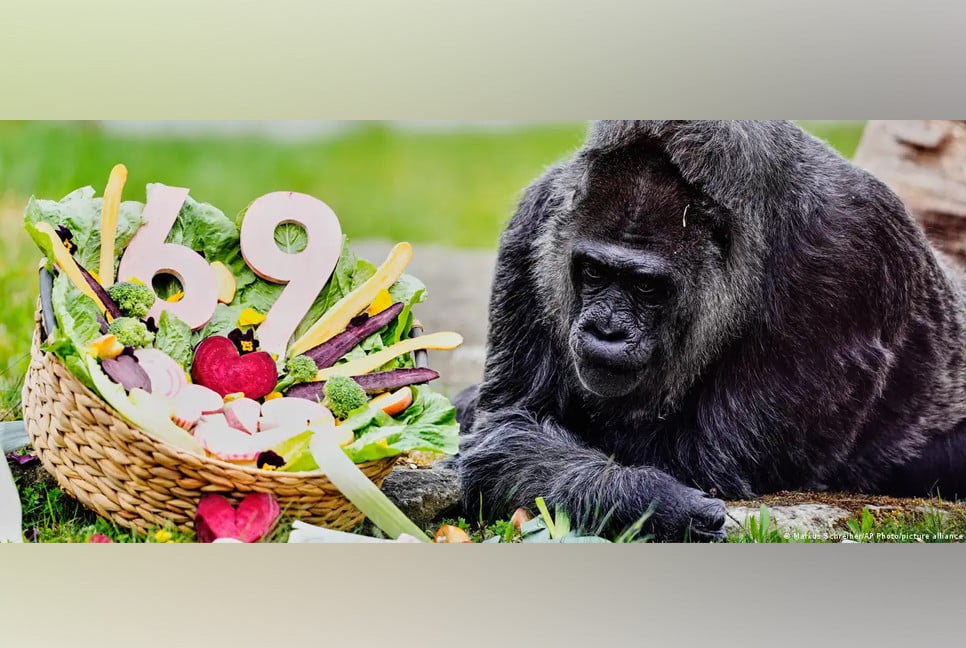 World's oldest gorilla celebrates 69 birth anniversary at Berlin Zoo