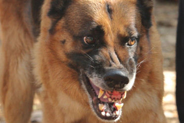Deaths from dog bites surge more than 200% in a year, report shows