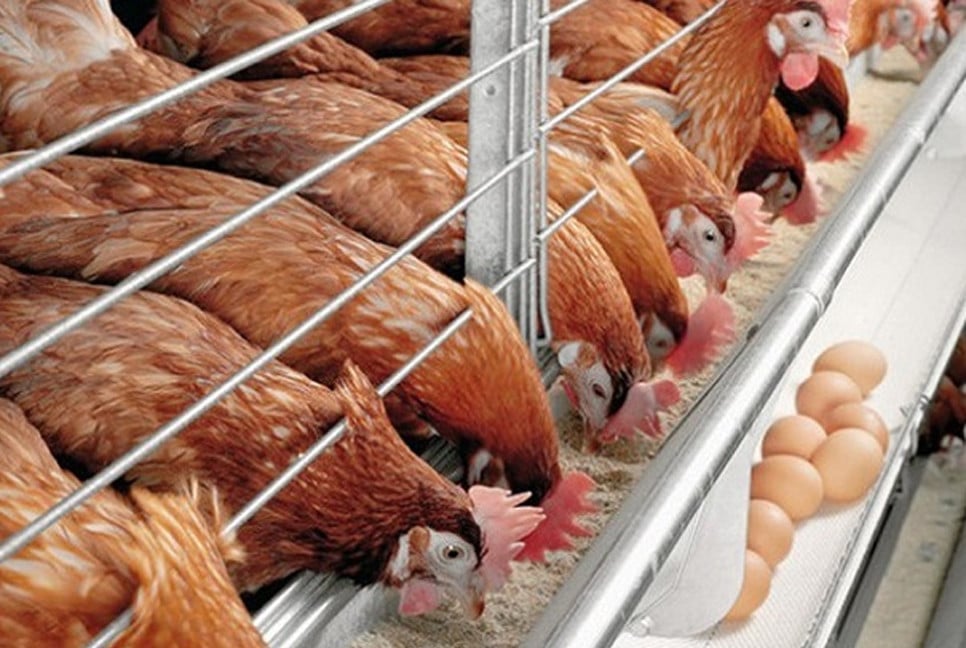 Sonali chicken remains high, farm egg prices rise