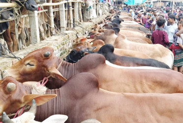 Eid ul Azha: 24 temporary cattle markets to be set up in capital