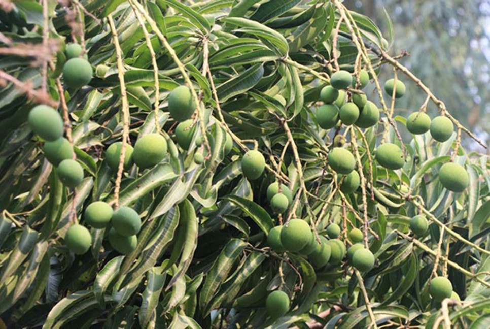 Bangladesh expects record mango production this season