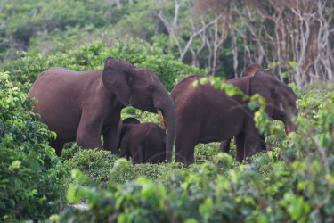 US millionaire hunter killed by elephants during safari in Gabon