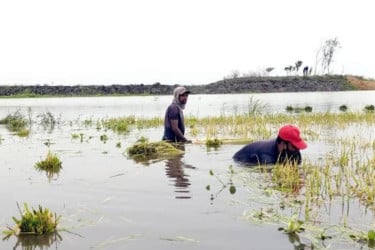 Boro paddy submerged in Bishwanath floods, farmers in distress