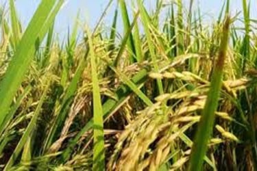 Govt starts early paddy, rice procurement in haor districts