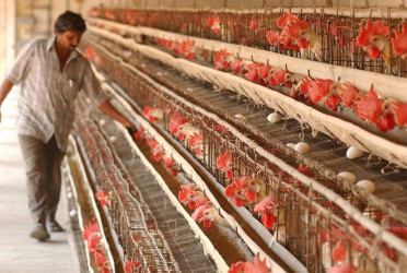 Govt moves to ensure safe animal feed, protect public health