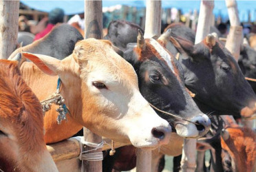 Over 1.23cr sacrificial animals available for Eid-ul-Adha
