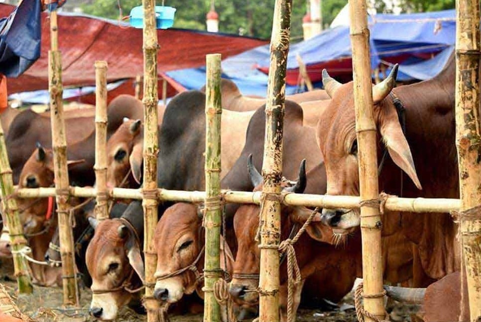 Livestock boom boosts Eid economy in northern Bangladesh