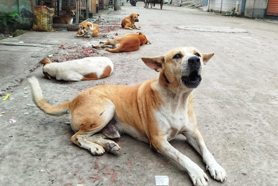 Four die, nine injured following dog bites in Gaibandha
