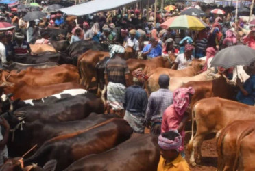 27 makeshift cattle markets planned in Dhaka for Eid-ul-Azha