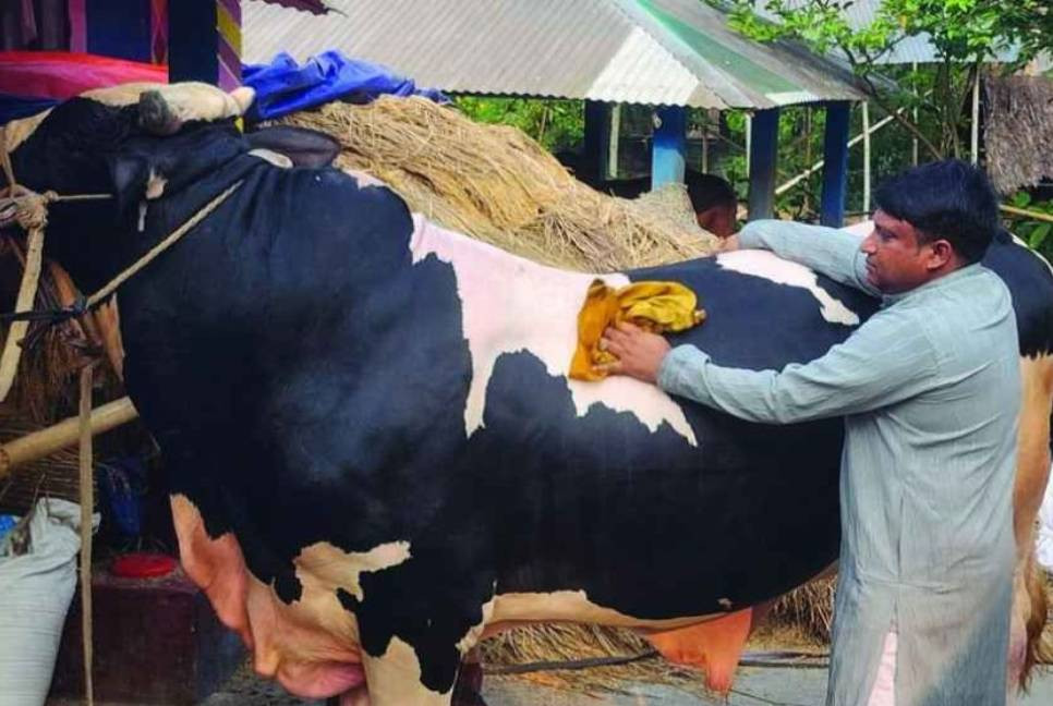 Narail’s ‘Bahubali’ becomes talk of the town