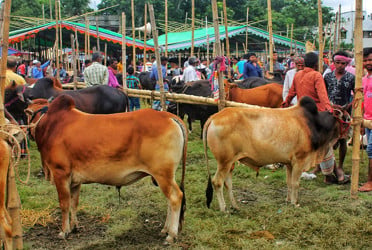 No shortage of sacrificial animals for Eid-ul-Azha: Livestock Minister