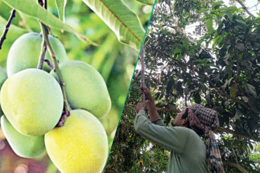 Guti mango harvesting begins in Rajshahi