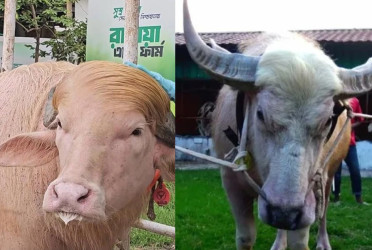 ‘Trump’ and ‘Netanyahu’ buffaloes draw large crowds