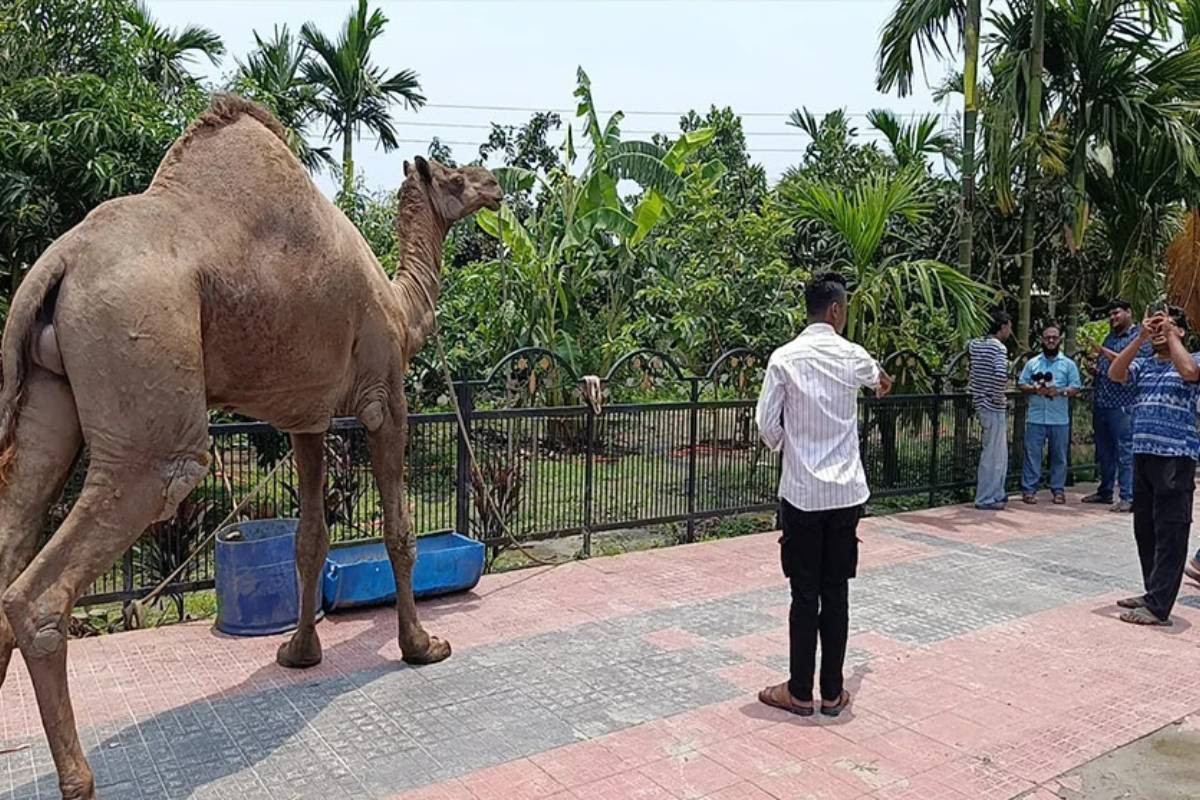 Desert camel draws crowds to agro farm in Cumilla