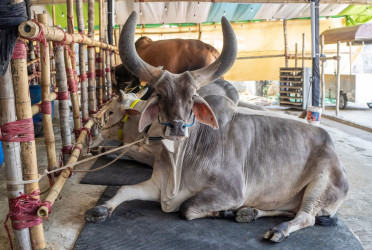 Digital cattle markets grow promising