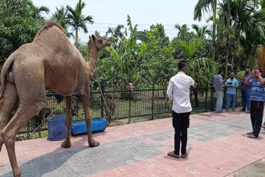 Desert camel draws crowds to agro farm in Cumilla