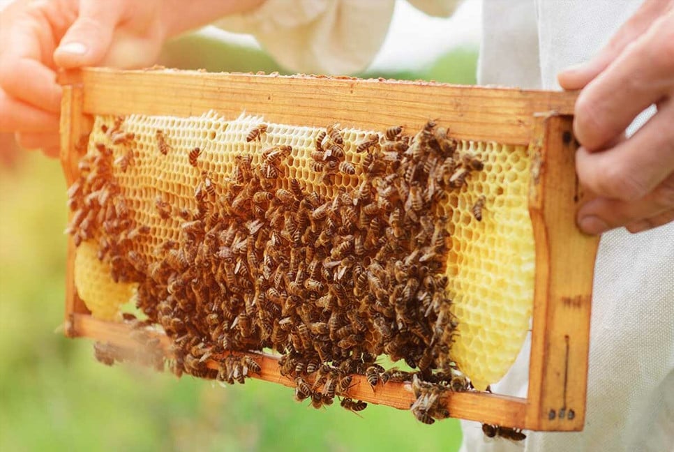 World Bee Day 2026 stresses bees’ role in food, nature and livelihoods