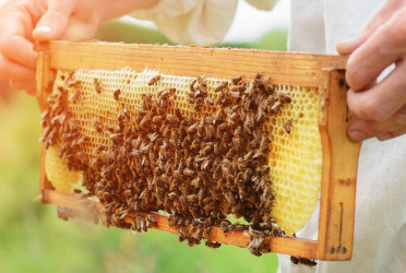 World Bee Day 2026 stresses bees’ role in food, nature and livelihoods