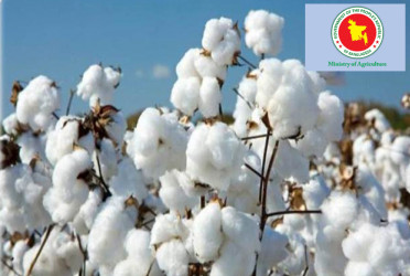 Govt earmarks Tk 20cr incentive to boost cotton production
