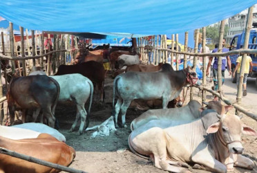 Govt completes nationwide preparations for Eid-ul-Azha cattle markets