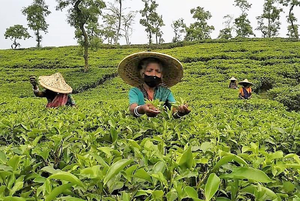 Tea exports shrink despite rising production