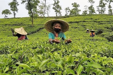 Tea exports shrink despite rising production