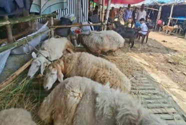 High-priced ‘Dumbas’ steal the spotlight at Gabtoli cattle market