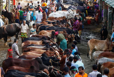 Security tightened at cattle markets to stop fake currency circulation