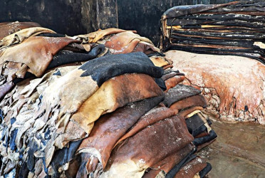 Govt fixes rawhide prices: Cowhide capped at Tk67 per sq ft