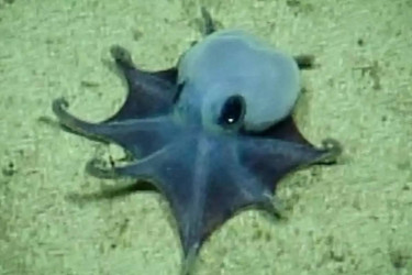 New deep-sea blue octopus species found near Galápagos Islands
