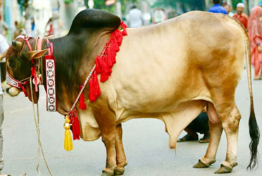 Animal sacrifices continue on second day of Eid