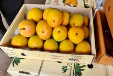 Japan bans Indian mangoes after 20 years