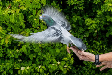 Homing pigeons may use a surprising navigation mechanism