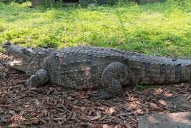 Crocodile of Khanjahan Ali shrine shifted to wildlife centre