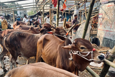 93.67 lakh animals sacrificed during Eid-ul-Azha, Dhaka on top