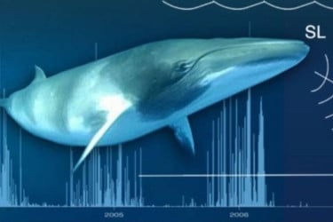 Low-cost AI system uses earthquake sensors to track whales