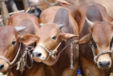 Livestock sector to be bolstered by ramping up vaccination: Minister