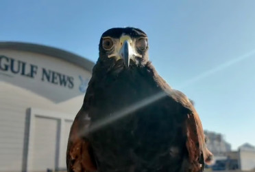 Curious rise of world cup animal predictors from Octopuses to Hawks