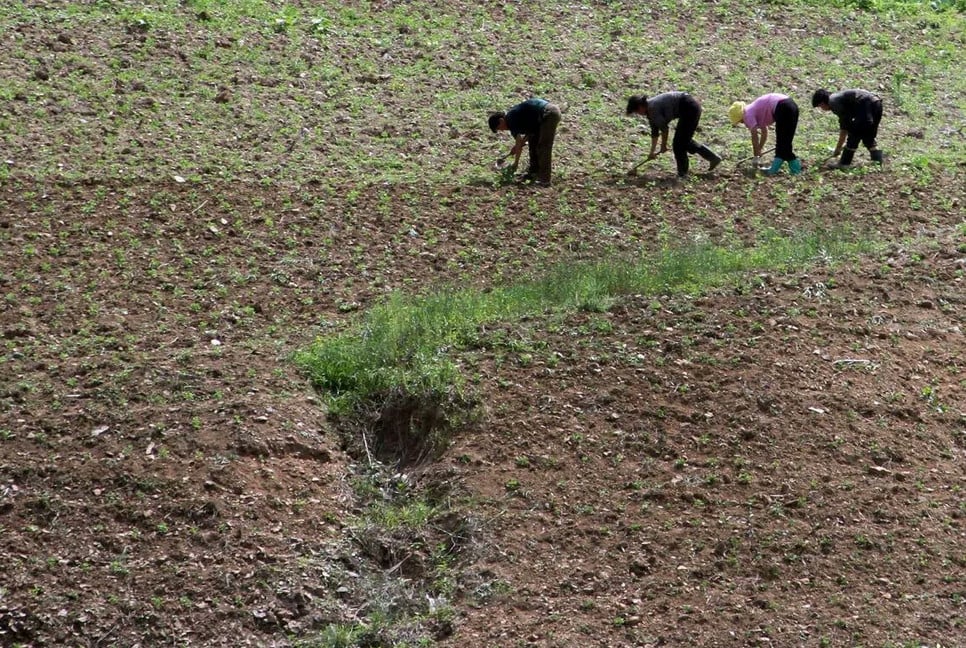 North Korea's push for dry-field rice reflects drought concerns: experts