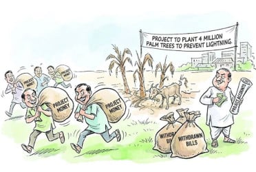 Palm trees eaten by goats