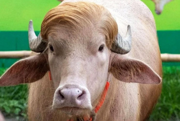 “Trump”-named rare white buffalo transferred from National Zoo to BLRI in Savar