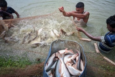 Global recognition in fisheries as Bangladesh in top five