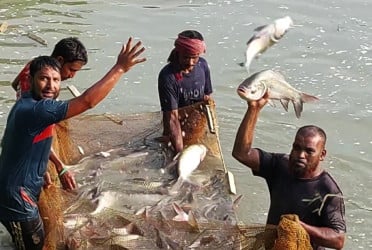 Global recognition in fisheries as Bangladesh in top five