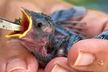 Extreme heat puts birds and wildlife under growing stress across Europe